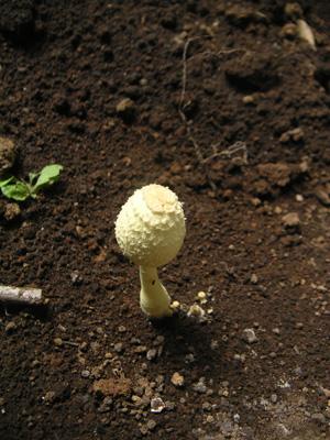 mushroom1.jpg